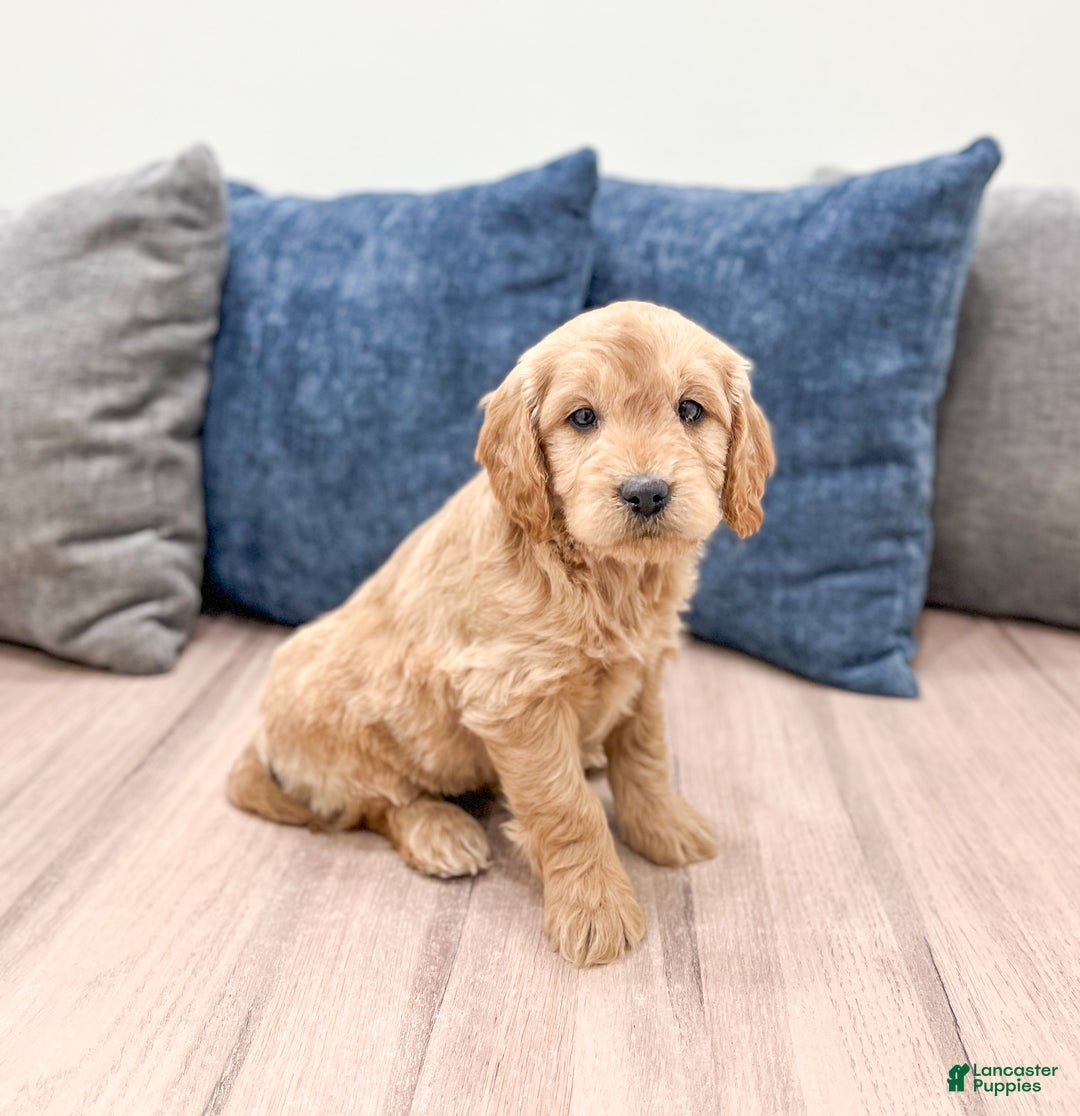 Mini Goldendoodle dogs for sale: Max - Ad 3