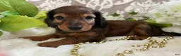 Miniature Dachshund dogs for sale: Moose - Ad 10