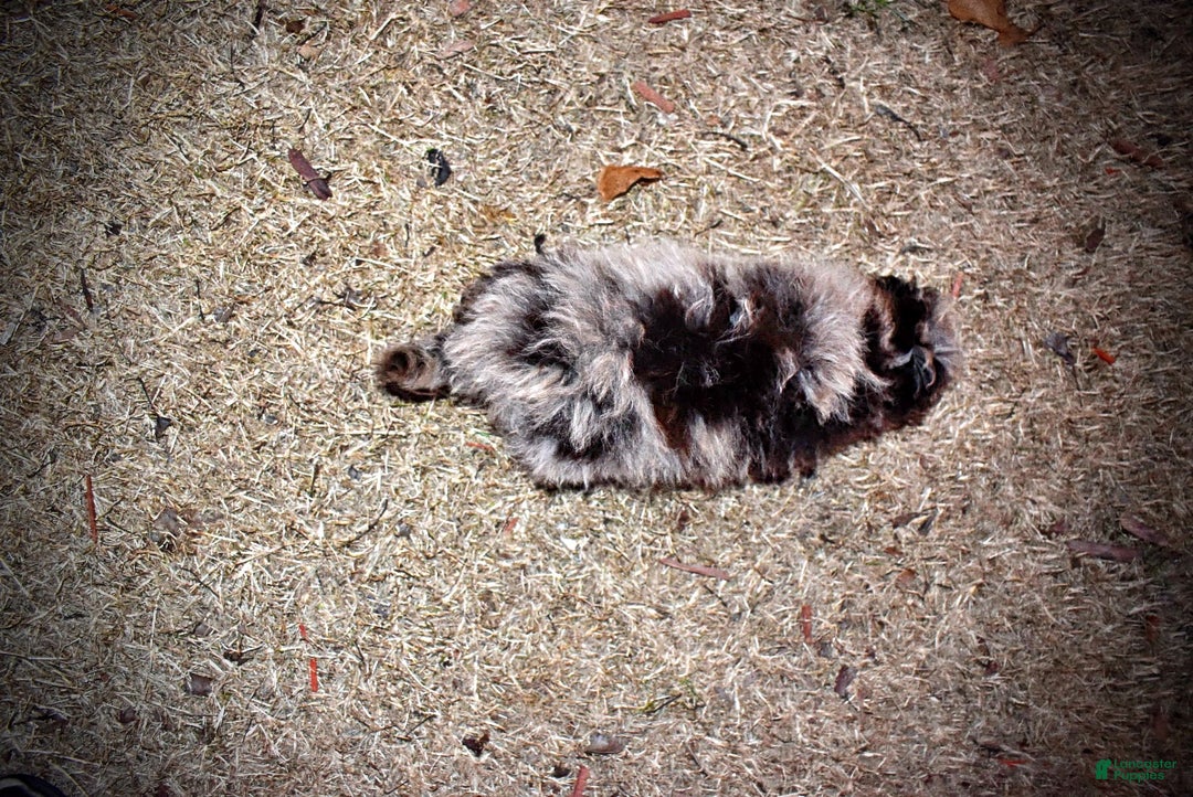 Havapoo dogs for sale: YoYo - Ad 8