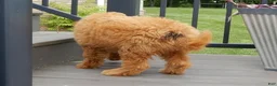 Mini Goldendoodle dogs for sale: Kenny - Ad 6