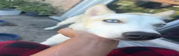 Siberian Husky dogs for sale: Siberian Husky 1 - Ad 6