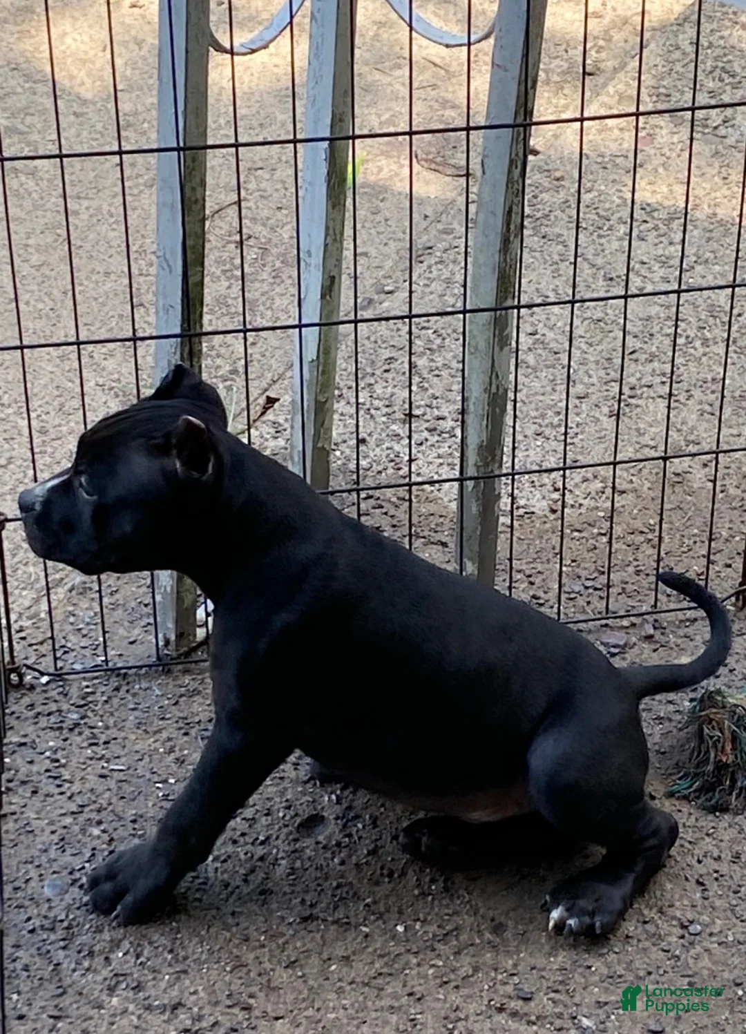 American Bully dogs for sale: American Bully 1 - Ad 2