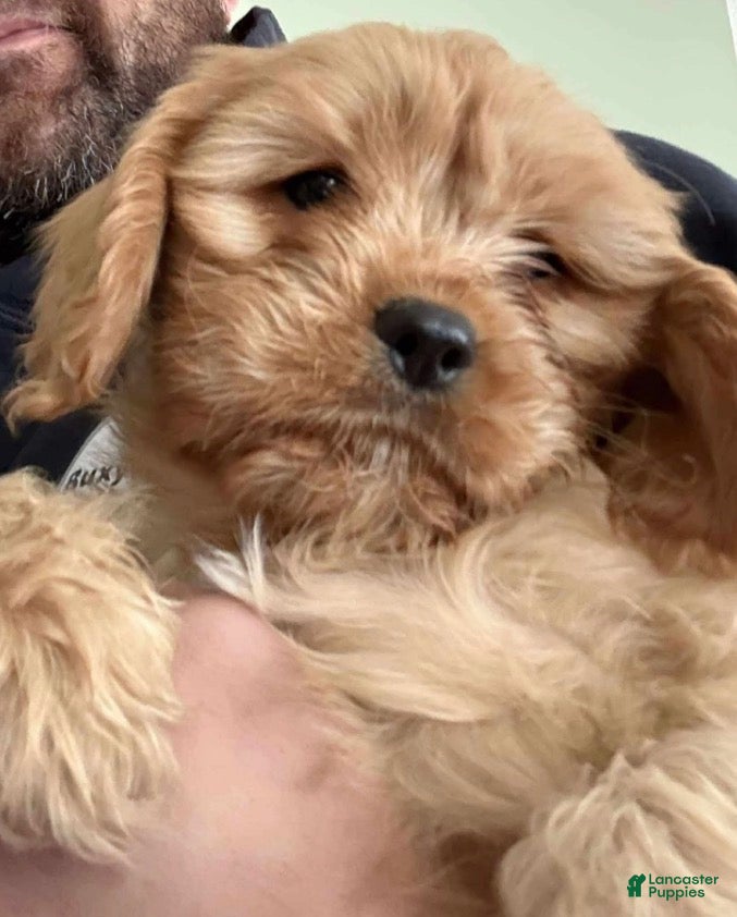 Cavachon dogs Cavachon Puppy 1 - Ad 25