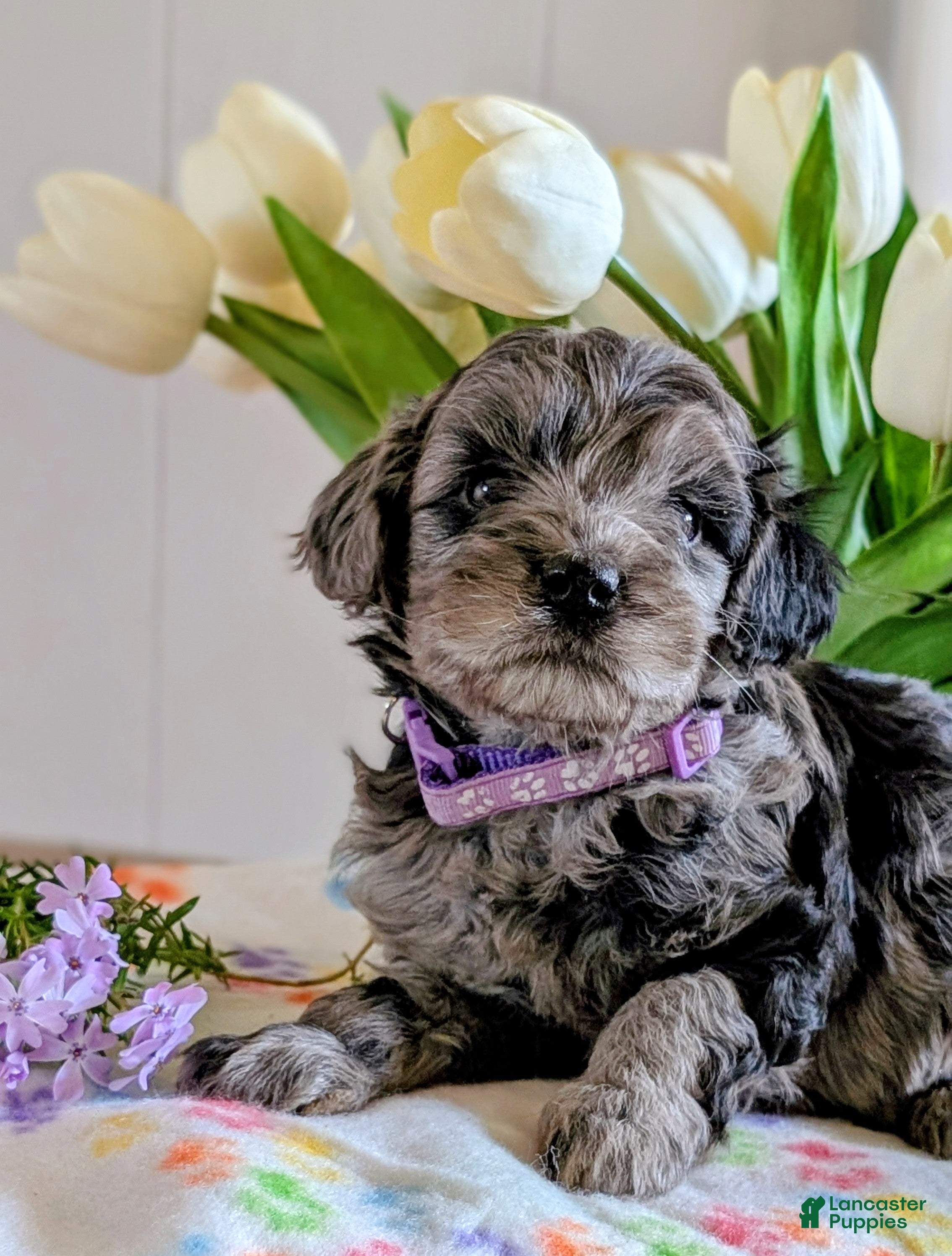 Cavapoo dogs Lacey - Ad 1