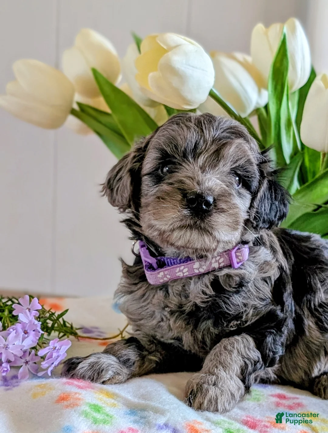 Cavapoo dogs for sale: Lacey - Ad 1