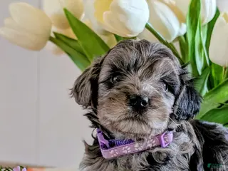 Cavapoo dogs for sale: Lacey - Ad 2