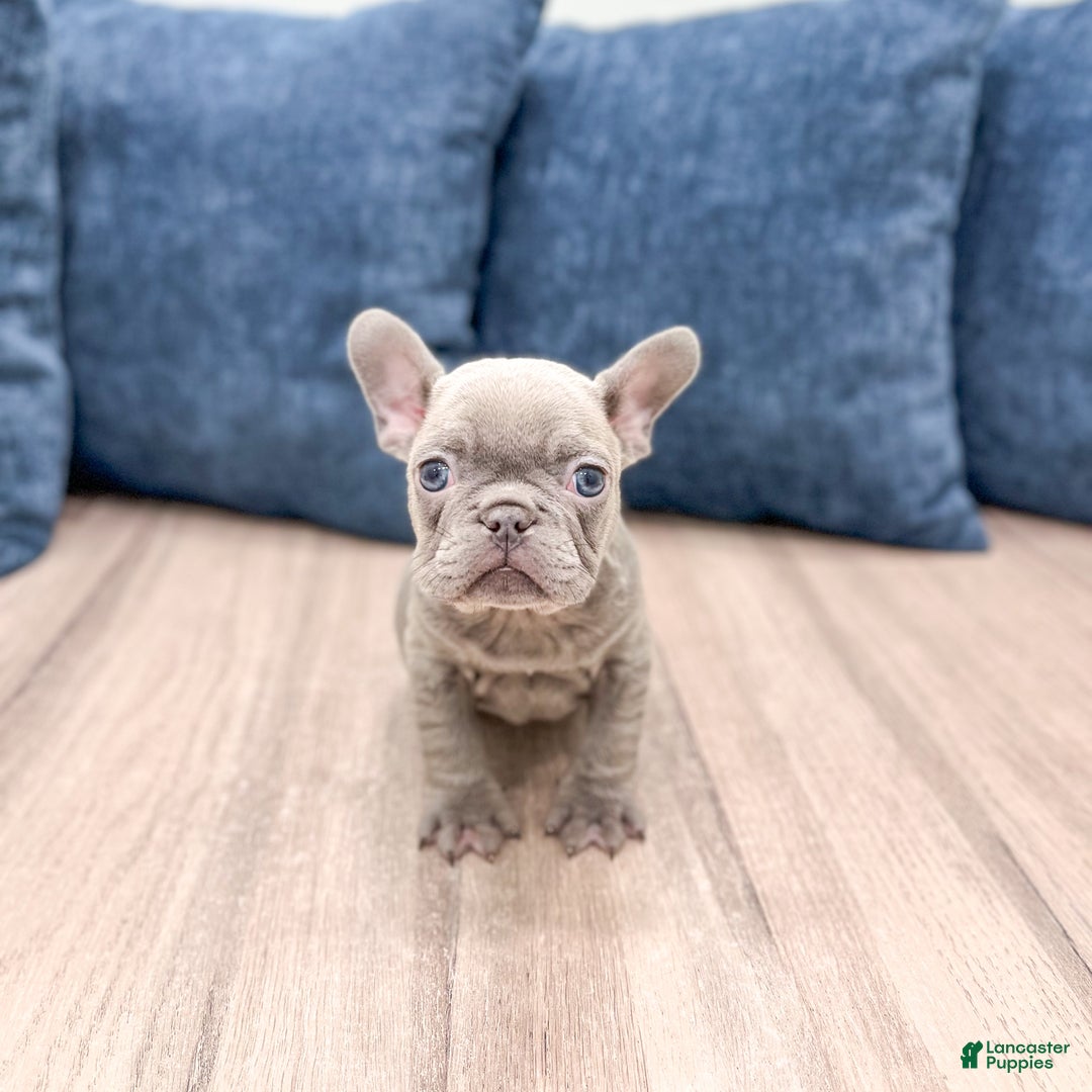 Mixed Breed dogs for sale: Mya - Ad 7