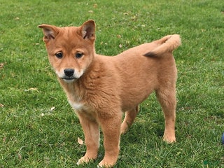 Mixed Breed dogs Beauty - Ad 27