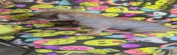 Chinese Crested dogs for sale: Stewart - Ad 22