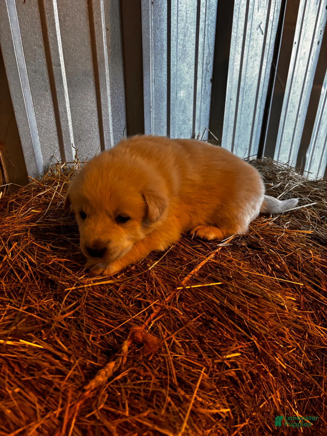 Great Pyrenees dogs for sale: Great Pyrenees Puppy 4 - Ad 2
