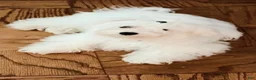 Maltipoo dogs for sale: Maltipoo 1 - Ad 5