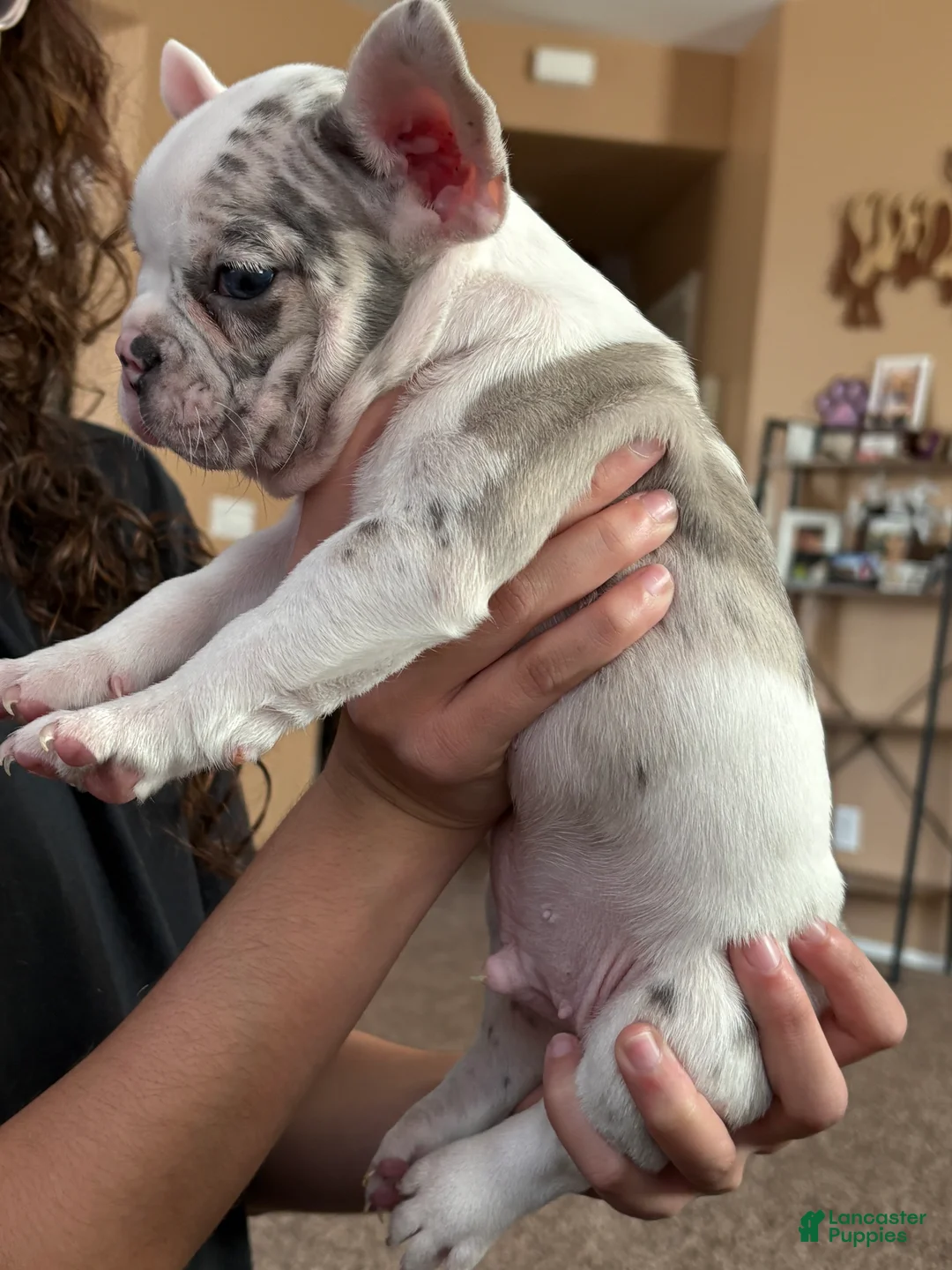 French Bulldog dogs for sale: French Bulldog Puppy 6 - Ad 2