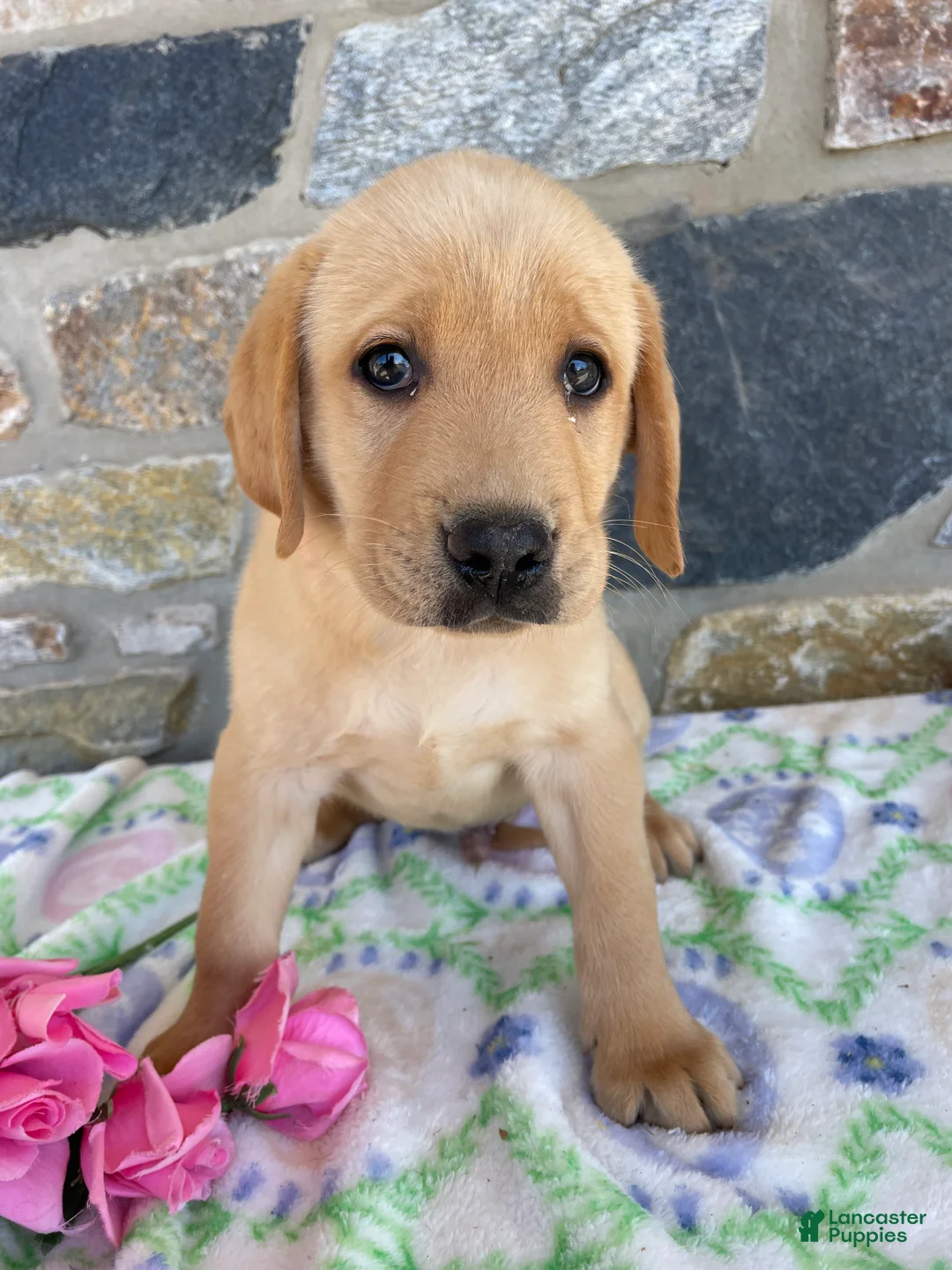 Labrador Retriever dogs for sale: Tucker - Ad 2
