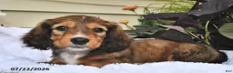 Miniature Dachshund dogs for sale: Snickers - Ad 4