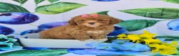 Mixed Breed dogs for sale: Brie - Ad 4