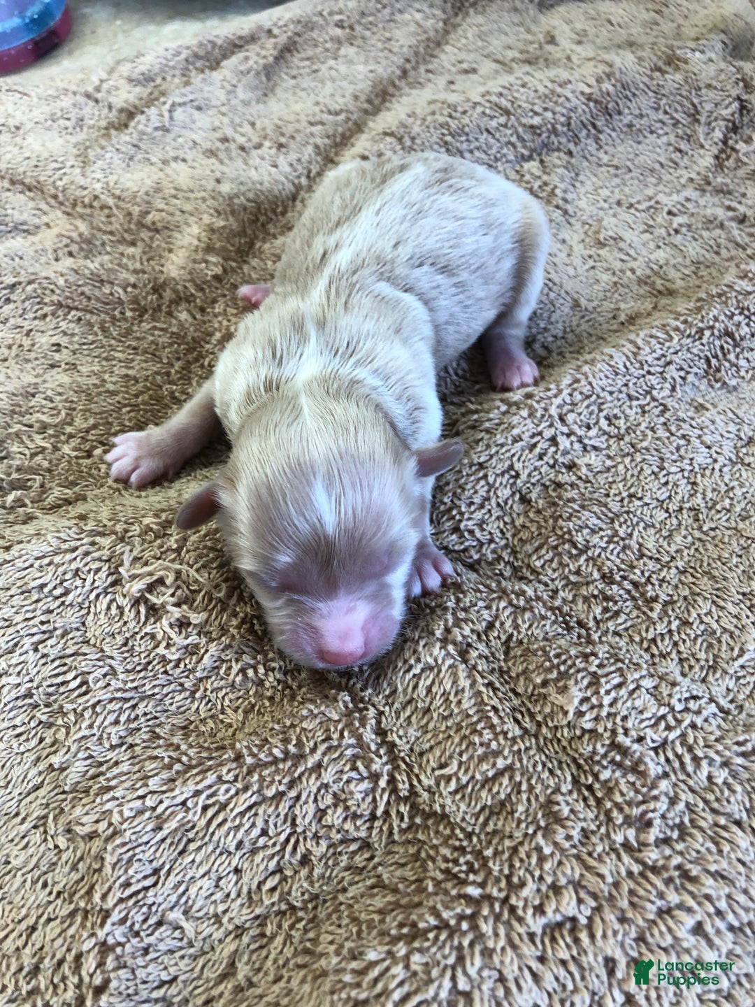 Maltipoo dogs for sale: Keiki - Ad 6