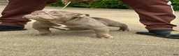 American Bully dogs for sale: Princess cherry - Ad 1