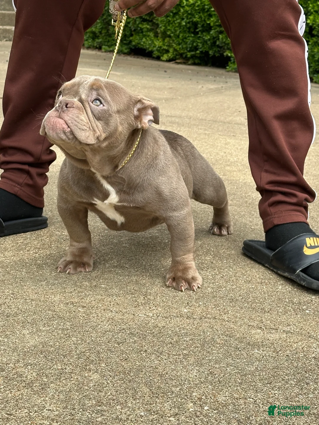 American Bully dogs for sale: Princess cherry - Ad 1