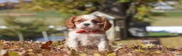 Cavalier King Charles Spaniel dogs for sale: Bingo - Ad 3