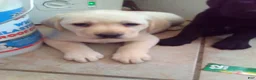 Labrador Retriever dogs for sale: Duke - Ad 1