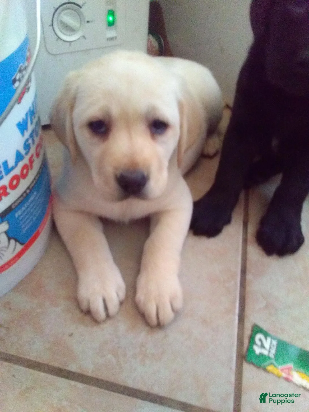 Labrador Retriever dogs for sale: Duke - Ad 1