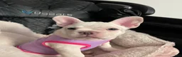 French Bulldog dogs for sale: Snowcake - Ad 6