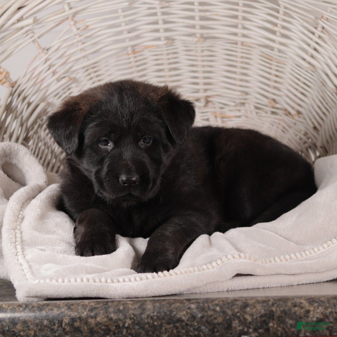Mixed Breed dogs for sale: Petunia - Ad 1