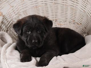 Mixed Breed dogs for sale: Petunia - Ad 1