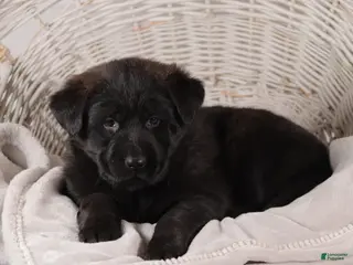 Mixed Breed dogs Petunia - Ad 38