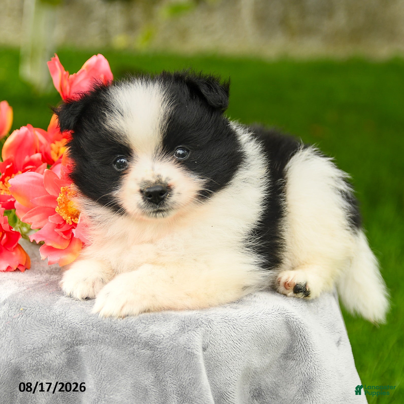 Pomeranian dogs Leah - Ad 2