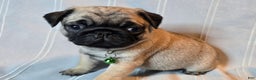 Pug dogs for sale: Francine - Ad 2