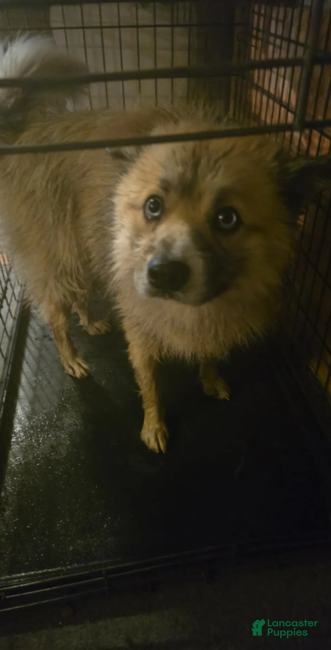 Gallery Image {{count}}