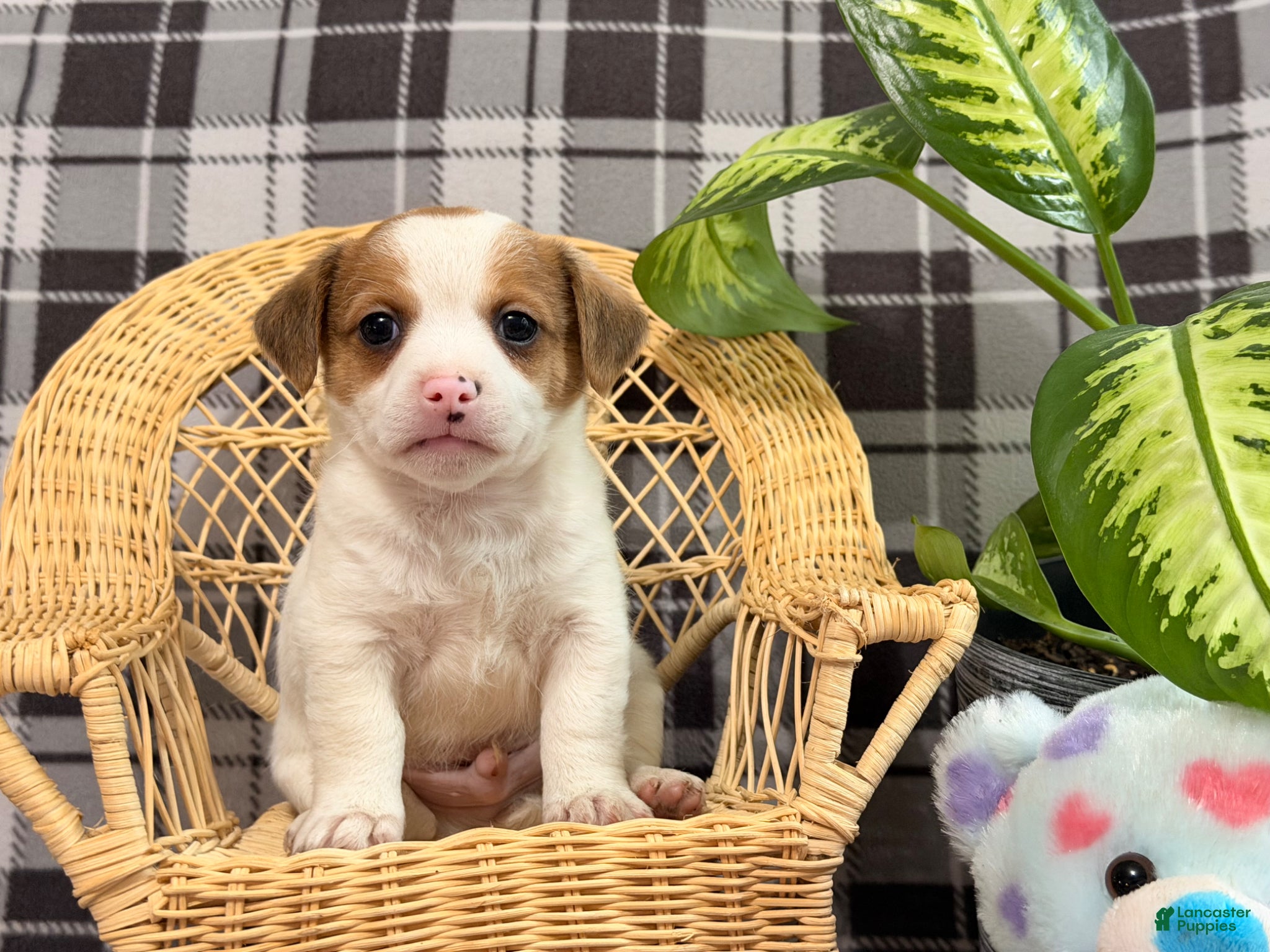 Jack Russell Terrier dogs Malachi - Ad 2