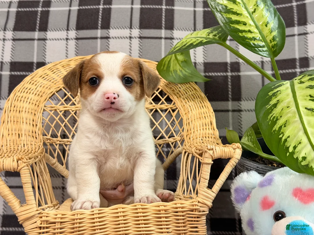 Jack Russell Terrier dogs for sale: Malachi - Ad 2