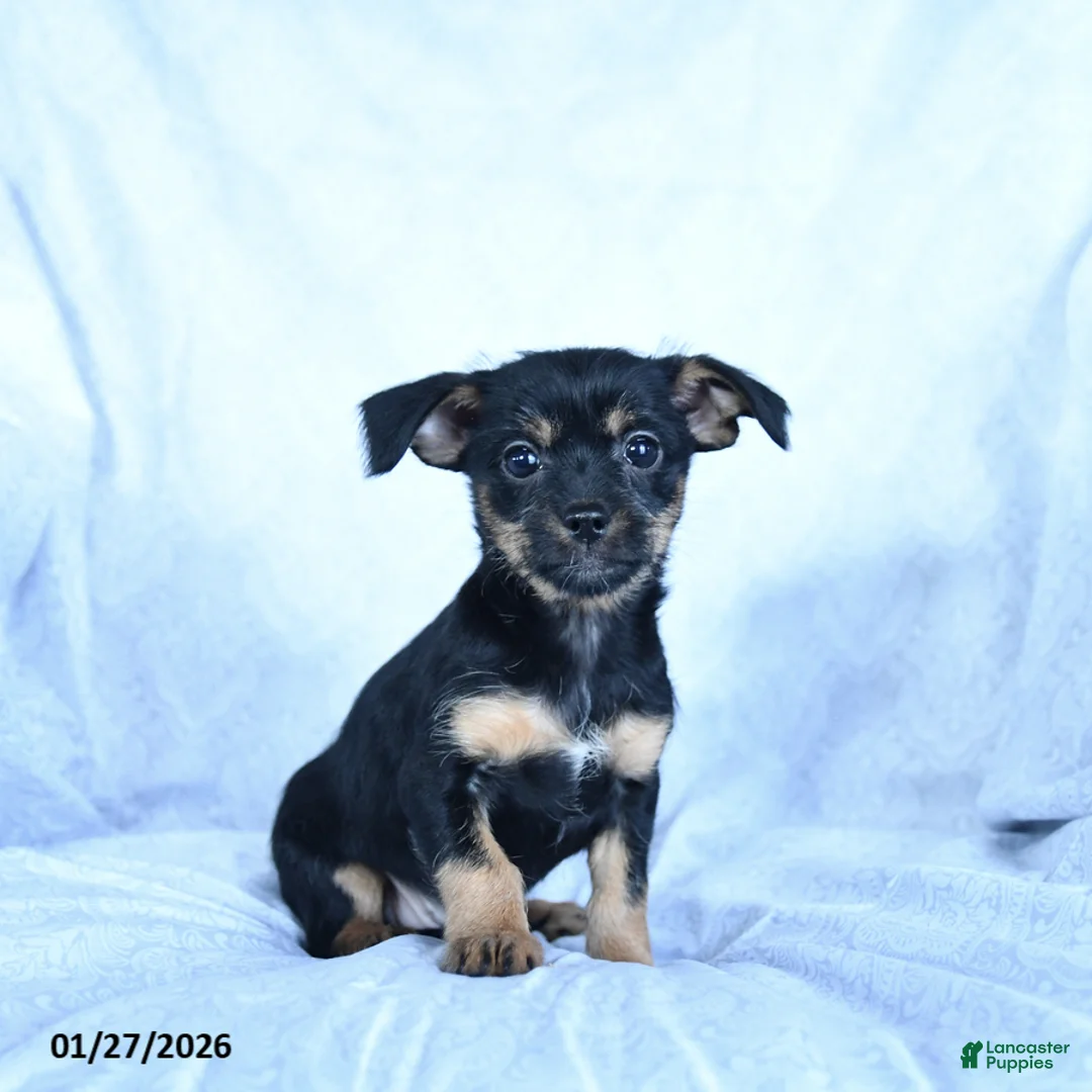 Mixed Breed dogs for sale: Mocha - Ad 1