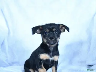 Mixed Breed dogs Mocha - Ad 4