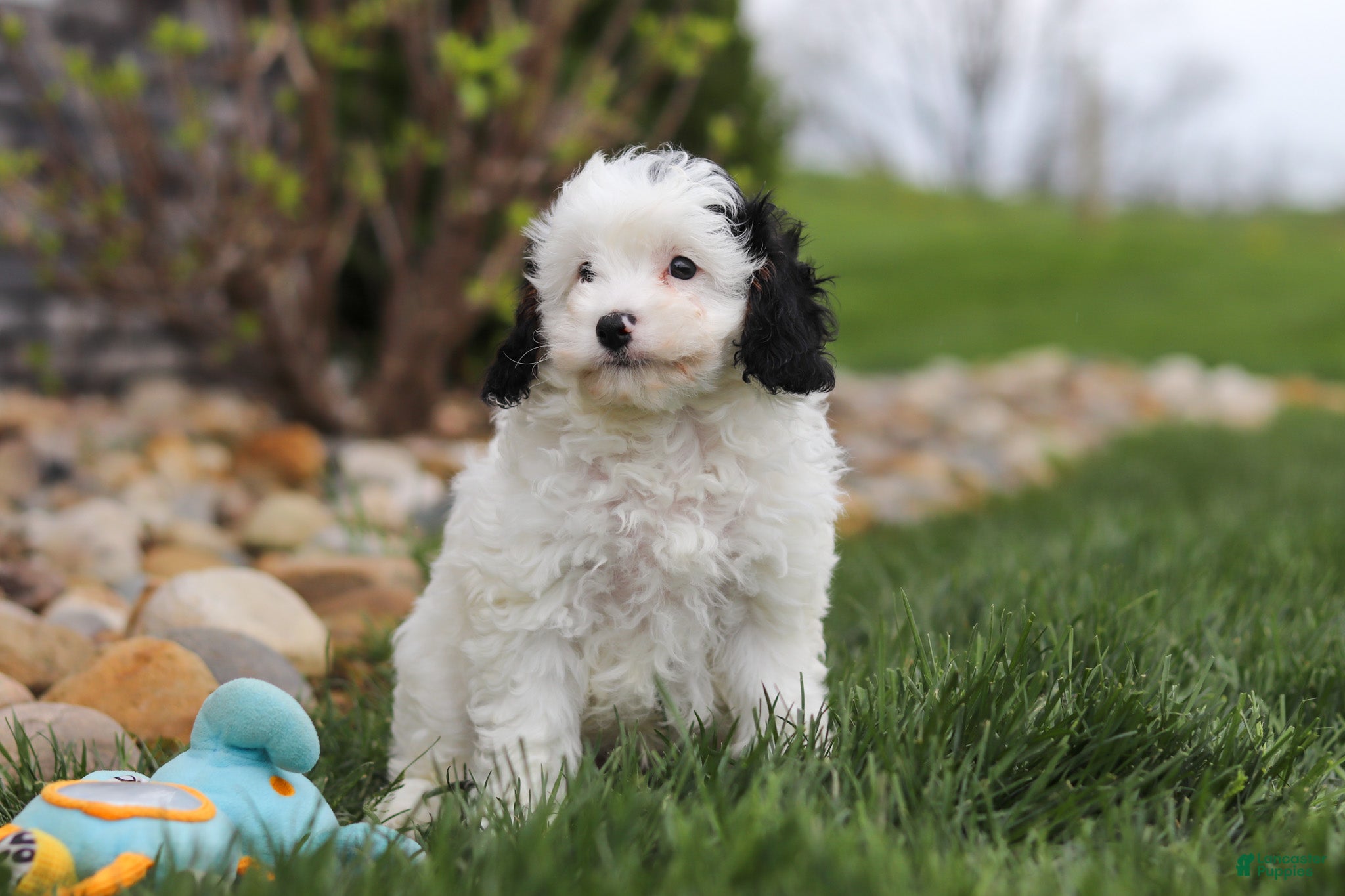 Cavapoo dogs Mason - Ad 2