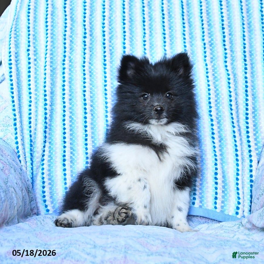 Pomsky dogs Star - Ad 2