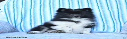 Pomsky dogs for sale: Star - Ad 5