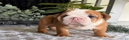 English Bulldog dogs for sale: Mack - Ad 8