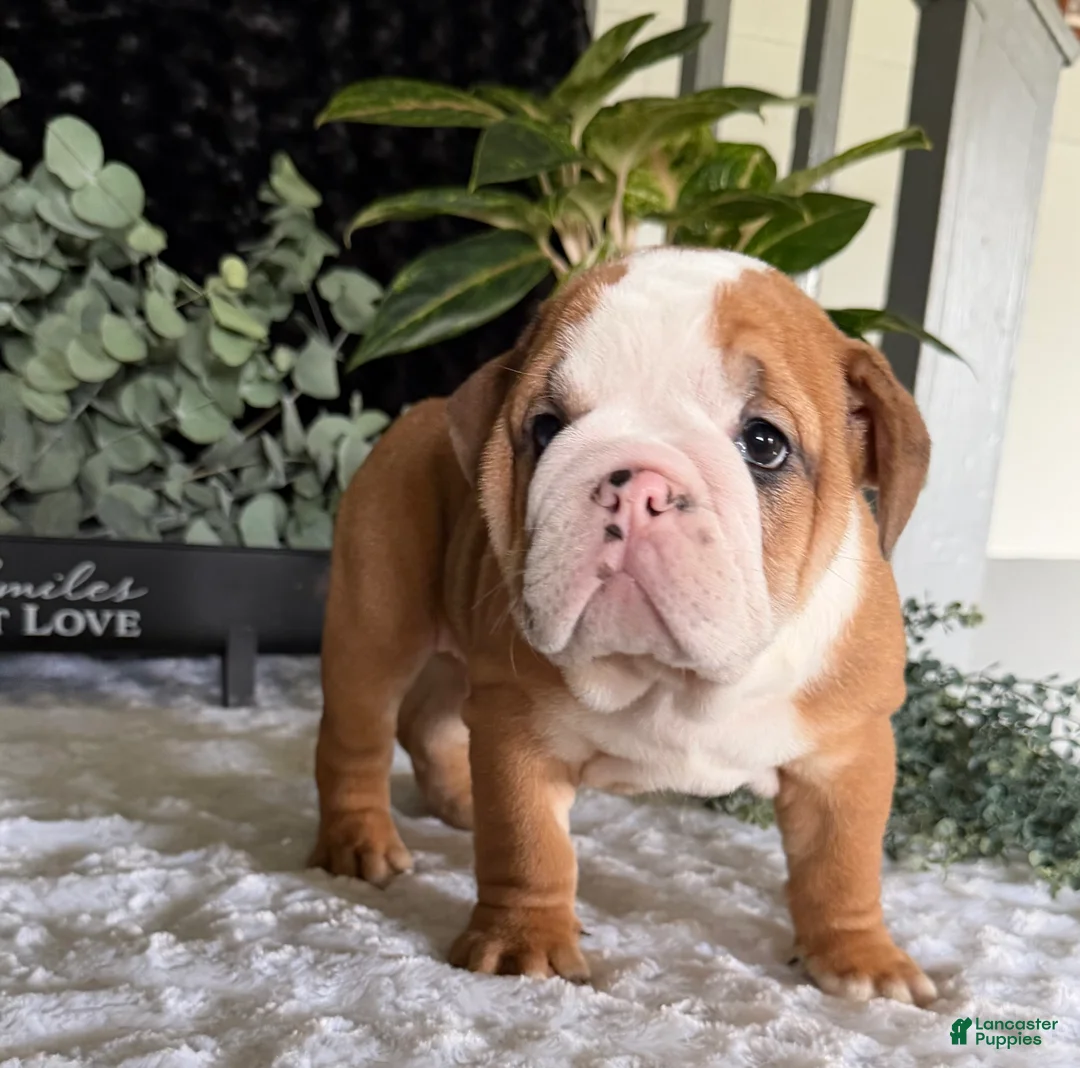 English Bulldog dogs for sale: Mack - Ad 8