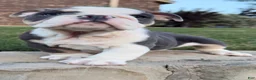 English Bulldog dogs for sale: Yoda - Ad 2