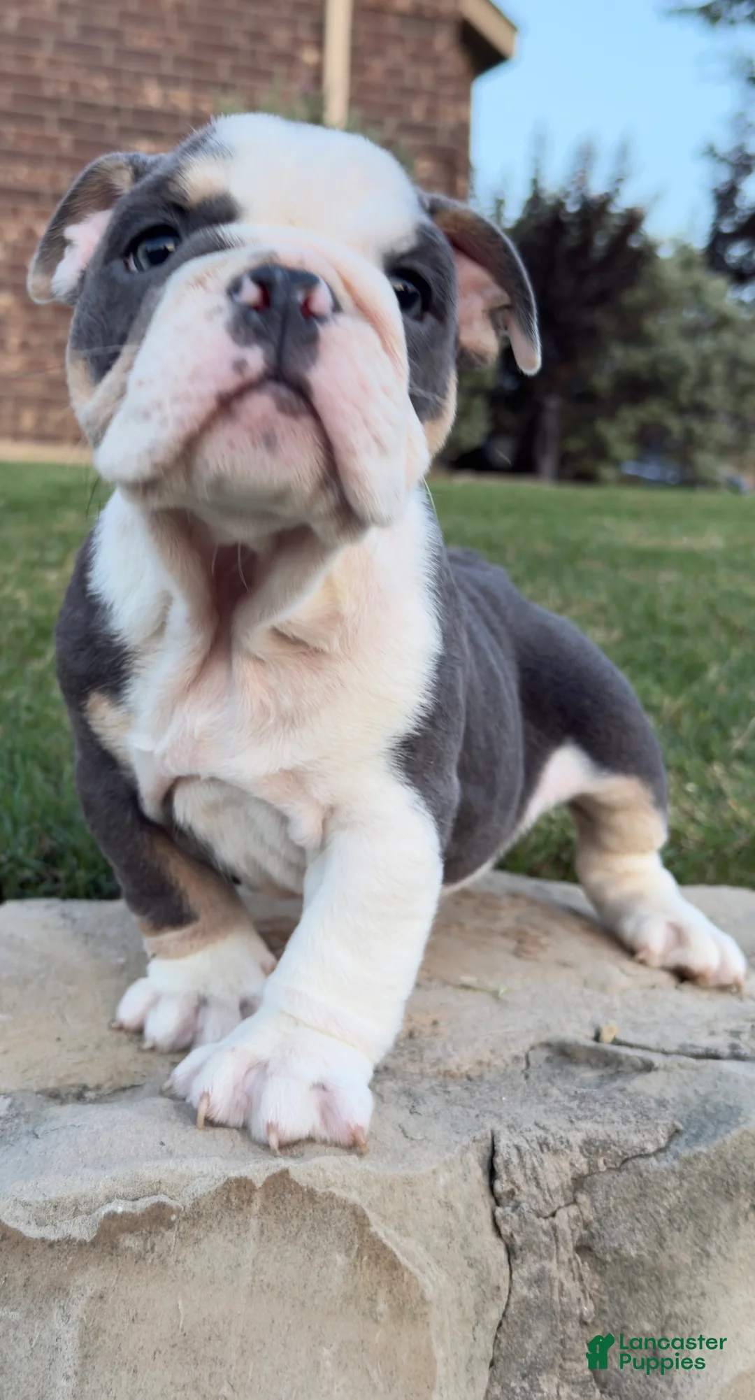 English Bulldog dogs for sale: Yoda - Ad 2
