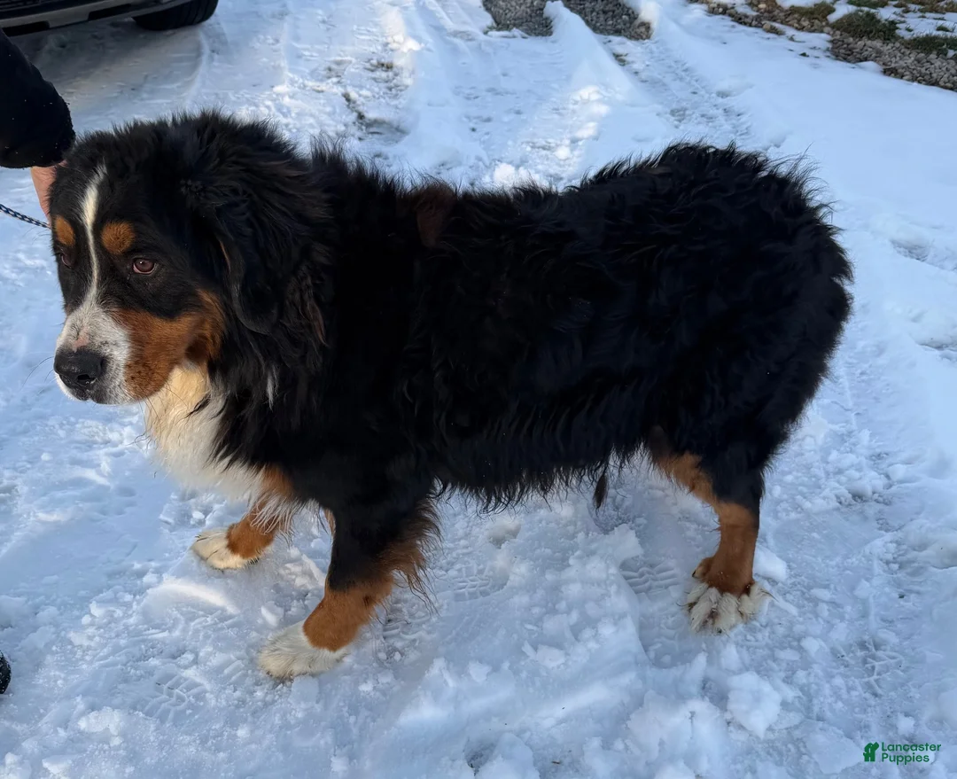 Bernese Mountain Dog dogs for sale: Blitz - Ad 6