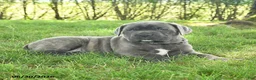 Cane Corso dogs for sale: Robot - Ad 3