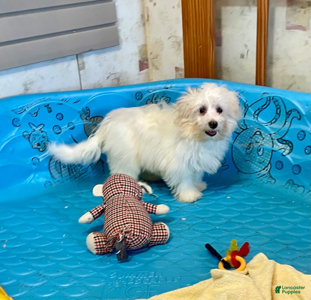 Mixed Breed dogs for sale: Sissy - Ad 4