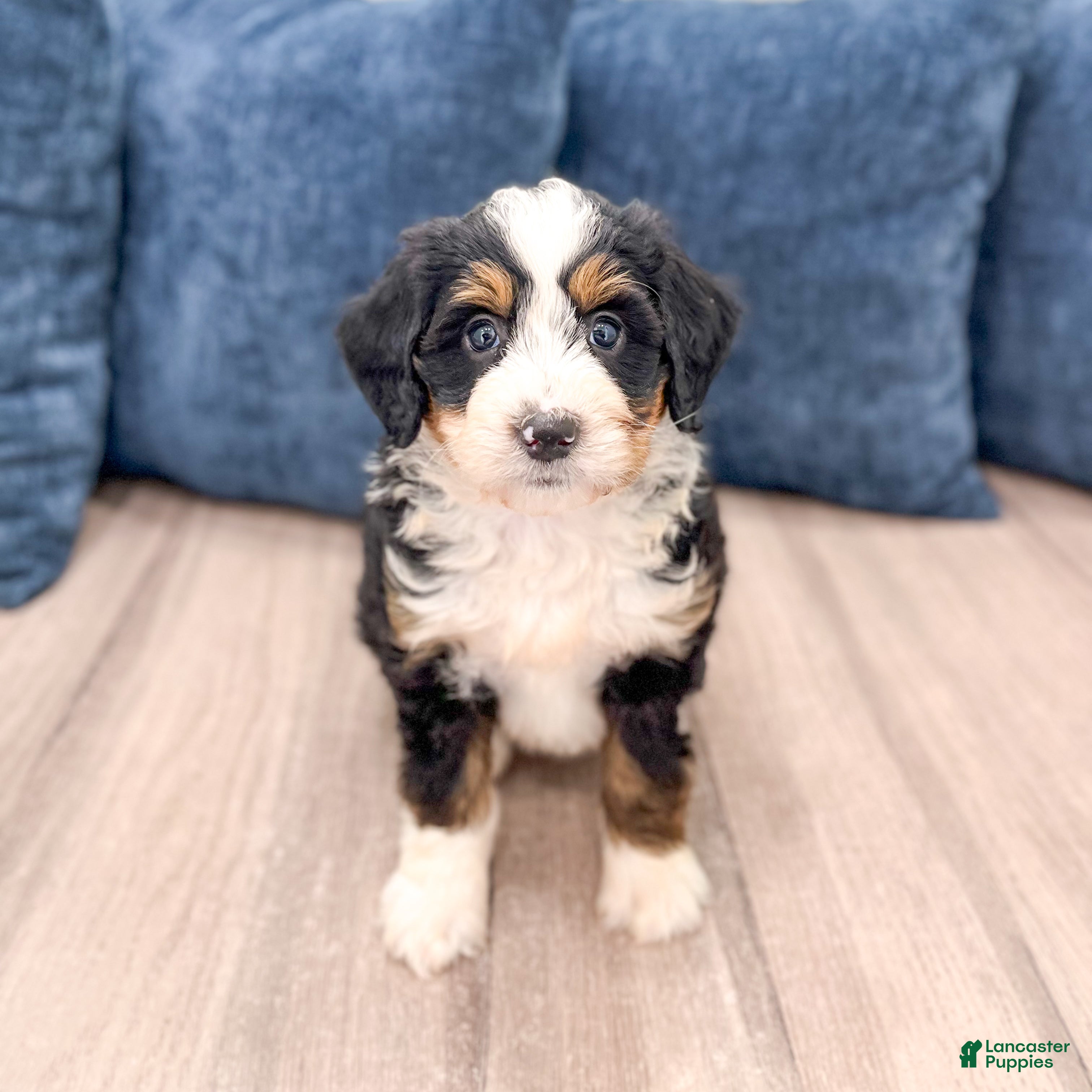 Mini Bernedoodle dogs for sale: Barbie - Ad 2
