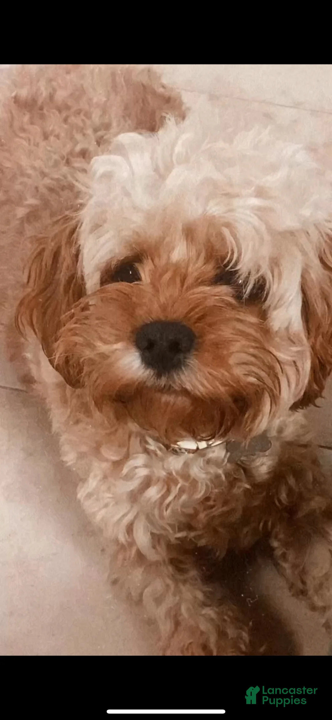 Mixed Breed dogs for sale: Teddy - Ad 2