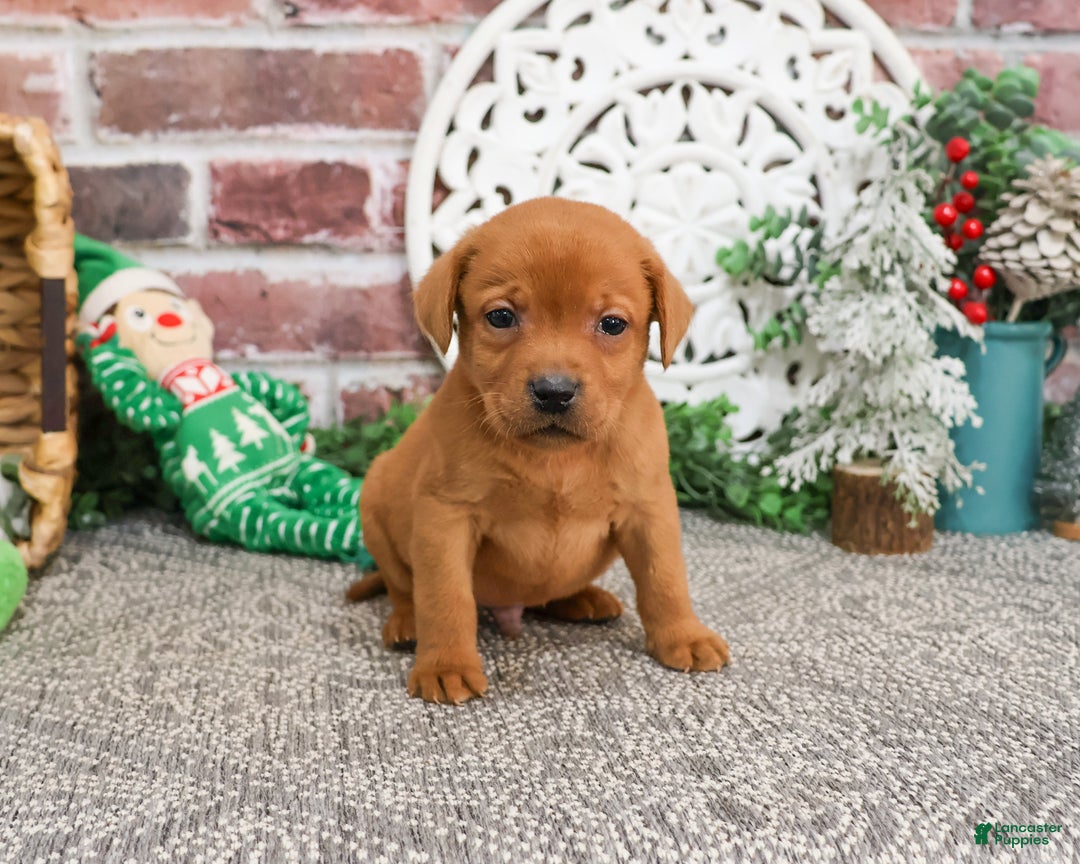 Labrador Retriever dogs for sale: Phoenix  - Ad 1