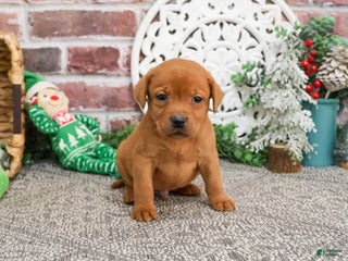 Labrador Retriever dogs Phoenix - Ad 25